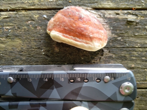 Práchnovček pásikavý (Fomitopsis pinicola)