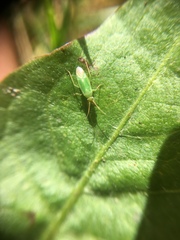 Orthotylinae