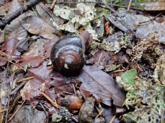 Monadenia infumata