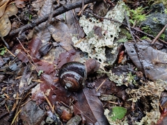 Monadenia infumata