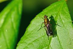 Poecilobothrus nobilitatus
