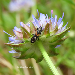 Pterotmetus dimidiatus