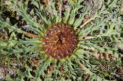 Carlina acanthifolia