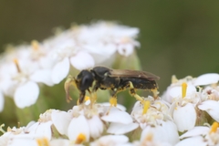Hylaeus cornutus