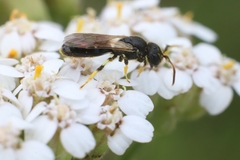 Hylaeus cornutus