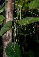 Myriocarpa longipes