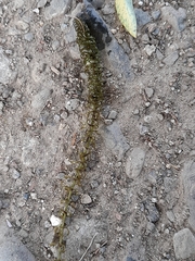 Elodea nuttallii