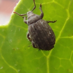Romualdius scaber
