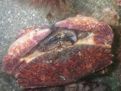 Haliotis kamtschatkana