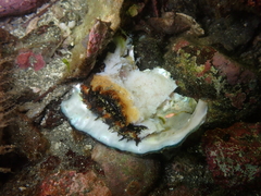 Haliotis kamtschatkana