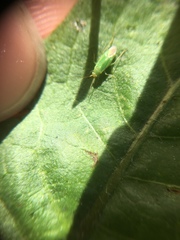 Orthotylinae