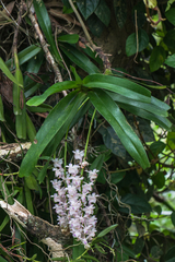 Aerides odorata