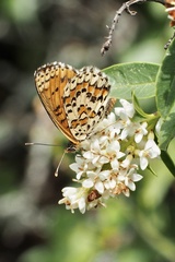 Melitaea trivia
