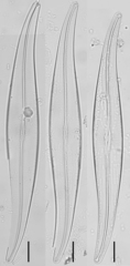 Gyrosigma acuminatum