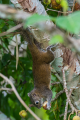 Callosciurus pygerythrus