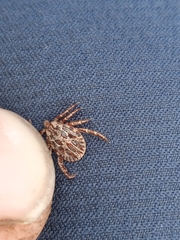 Dermacentor marginatus