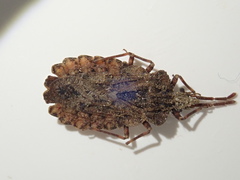 Aradus conspicuus