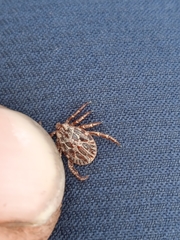 Dermacentor marginatus