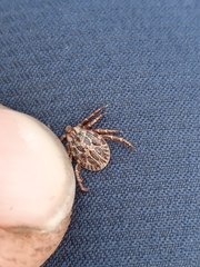 Dermacentor marginatus