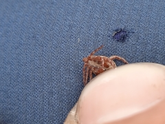 Dermacentor marginatus