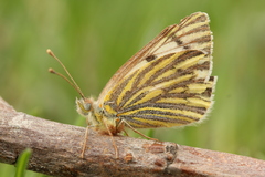 Hypsochila