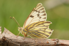 Hypsochila