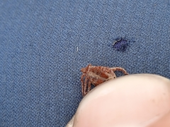 Dermacentor marginatus