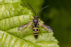 Argogorytes mystaceus