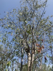 Zanthoxylum schreberi