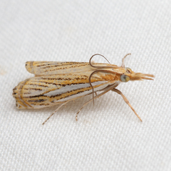 Crambus multilinellus