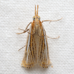 Crambus multilinellus