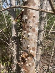 Zanthoxylum schreberi