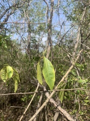 Zanthoxylum schreberi