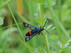 Synanthedon stomoxiformis