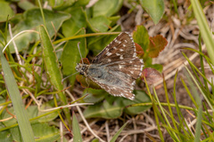 Pyrgus malvoides