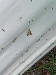 Diastictis