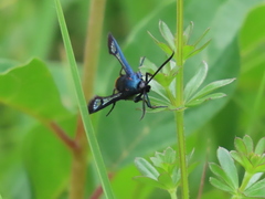 Synanthedon stomoxiformis