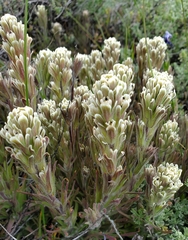 Castilleja pilosa pilosa