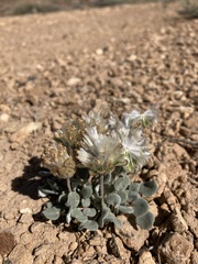 Chamaechaenactis scaposa