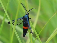 Synanthedon stomoxiformis