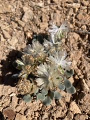 Chamaechaenactis scaposa