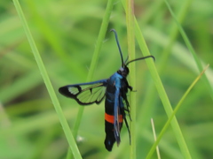 Synanthedon stomoxiformis