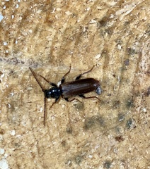 Tetropium castaneum