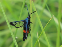 Synanthedon stomoxiformis