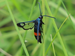 Synanthedon stomoxiformis
