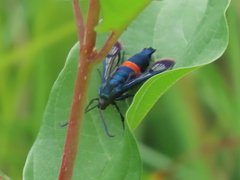 Synanthedon stomoxiformis