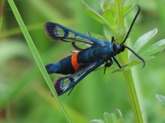Synanthedon stomoxiformis