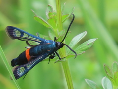 Synanthedon stomoxiformis
