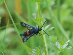 Synanthedon stomoxiformis