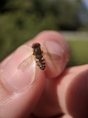 Parhelophilus obsoletus